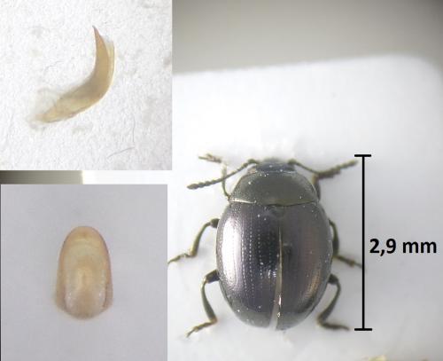 Phaedon laevigatus